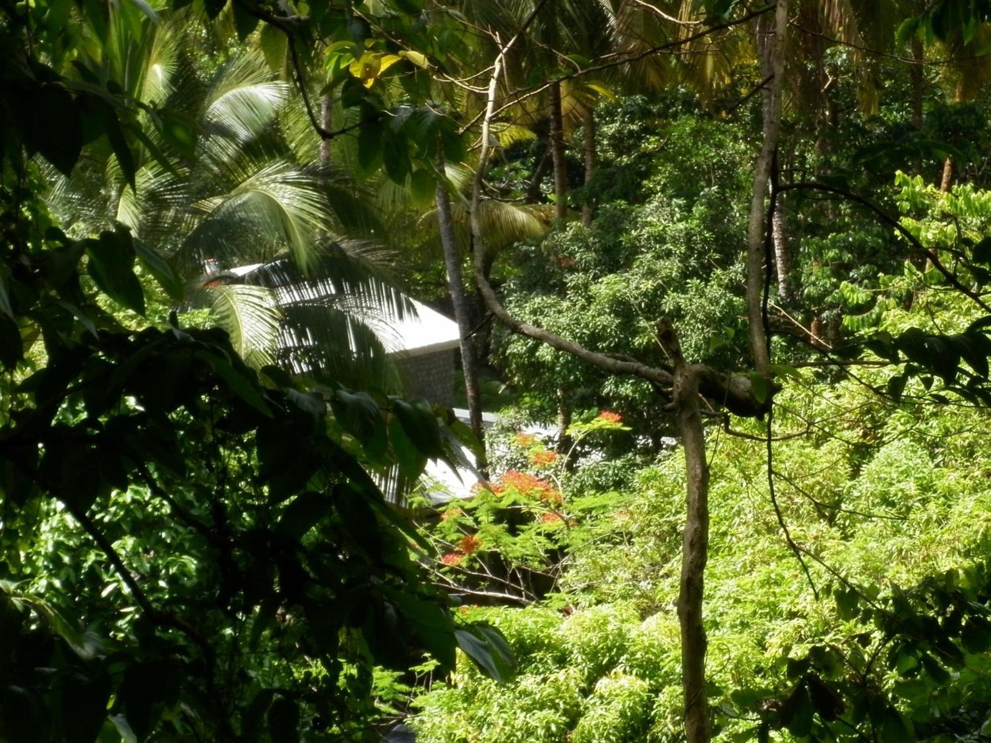 Вилла Citrus Creek Plantation La Plaine Экстерьер фото