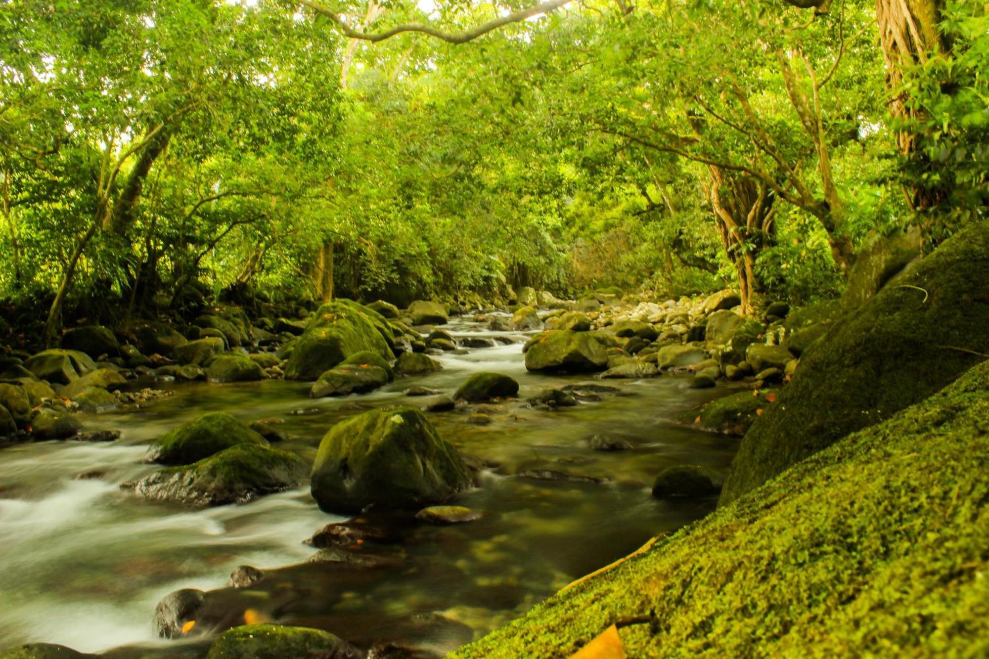 Вилла Citrus Creek Plantation La Plaine Номер фото